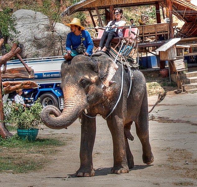 Elephant Trek Bracket